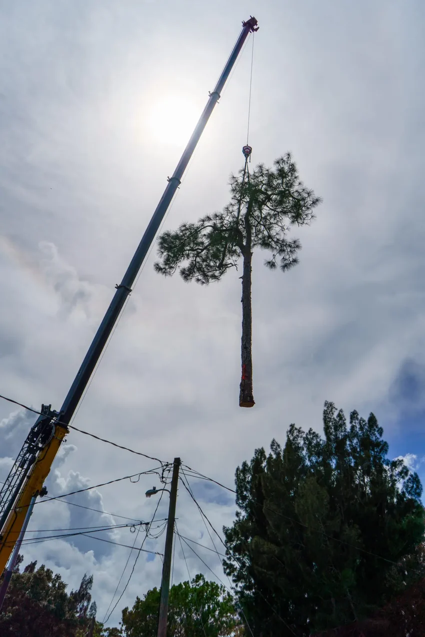 Ranger's crane lifting a section of a tree during removal