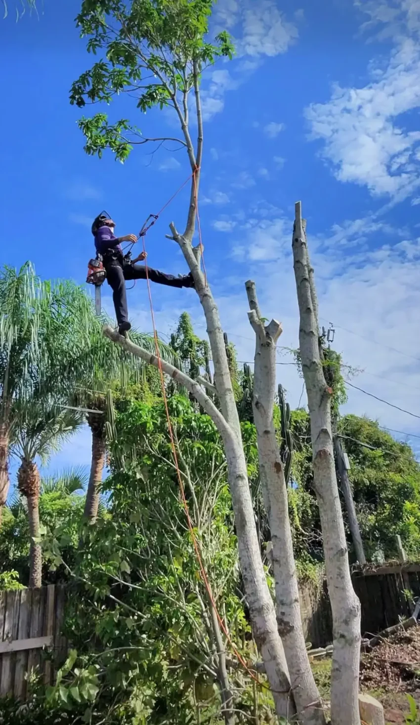 Ranger Tree Care climber trimming branches high in a tree
